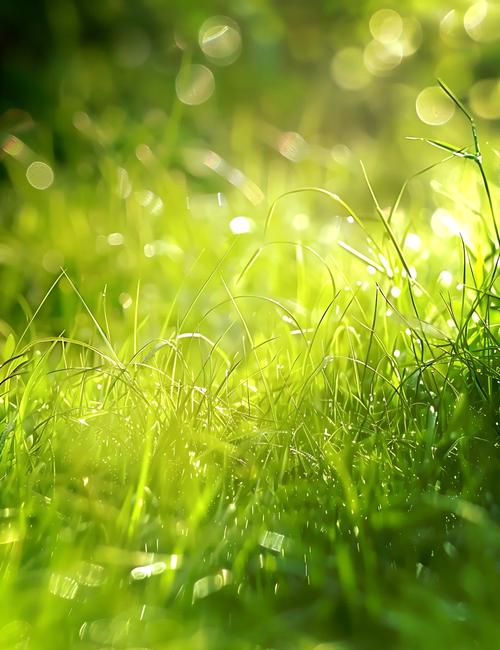 青青草原下载安卓官网入口？权威站点推荐不走弯路！