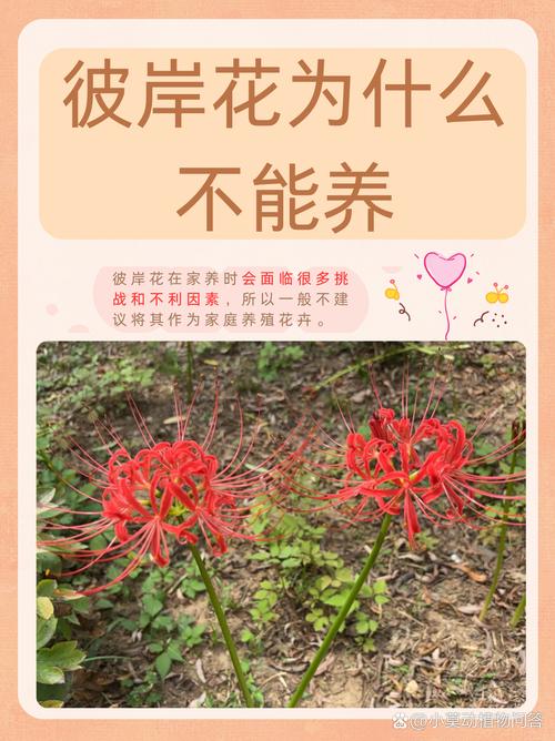 彼岸花官网怎么样靠谱吗警惕虚假网站陷阱