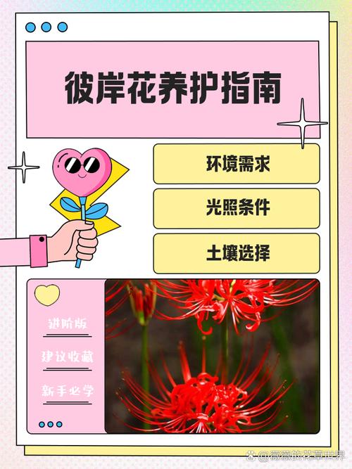 彼岸花官网怎么样靠谱吗警惕虚假网站陷阱