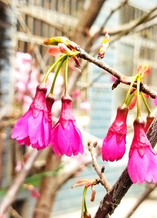 寻找红樱花馆：最佳下载途径与资源