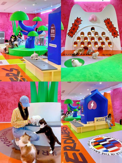 畅享精彩世界：猫研社下载安卓的魅力