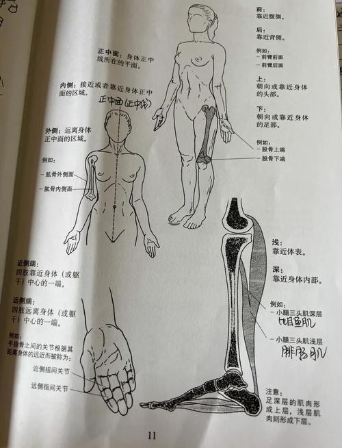 全方位解析：侧写者版本大全的魅力与特色