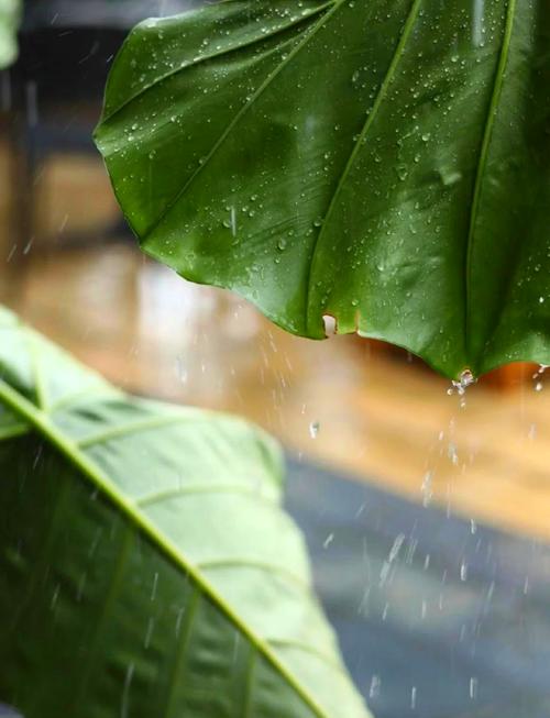 雨季最新版本：体验虚拟世界的别样魅力