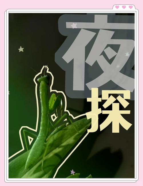 夜行最新：在月光下探索绅士游戏的魅力