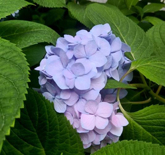 一夏之花更新日志：新篇章的绚丽绽放