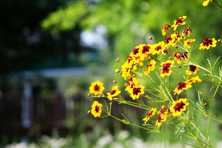 夏日芬芳官方网站：探索互动娱乐的新维度