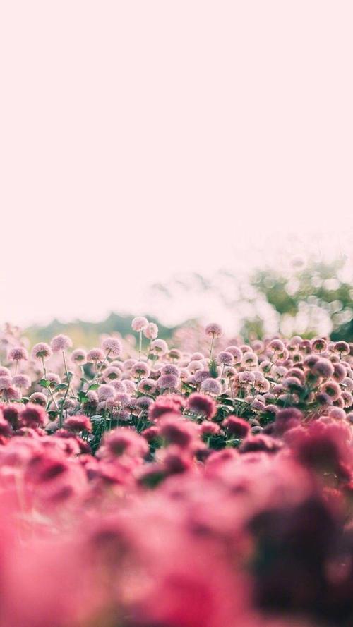 烂漫如何下载：深度分析与实用指南