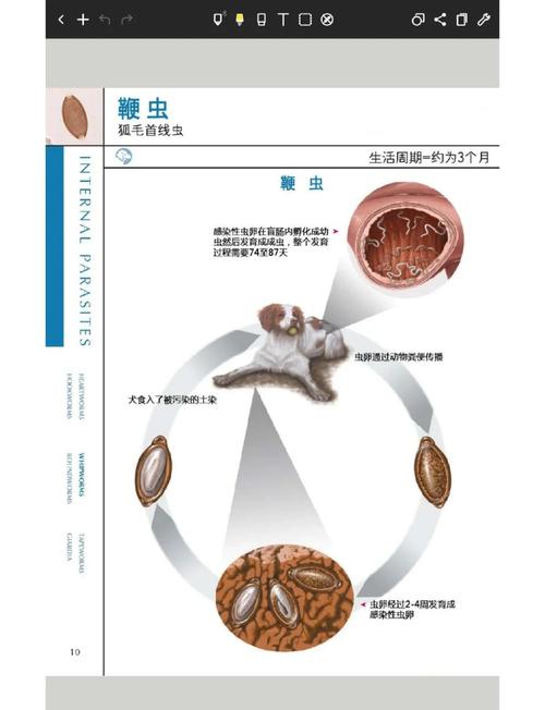 探讨内部寄生虫更新地址的关键影响与解决方案