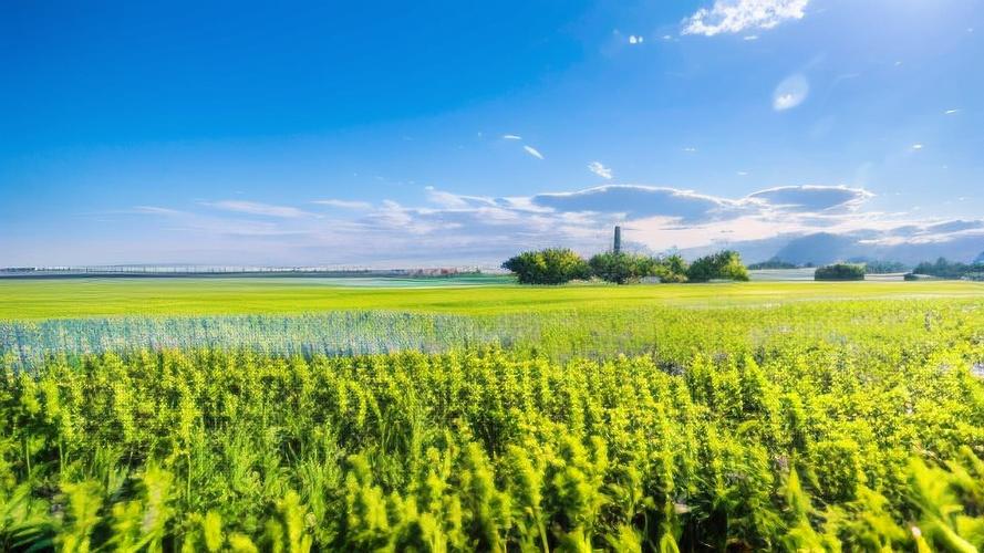 宁静草地更新地址的深度分析与未来展望