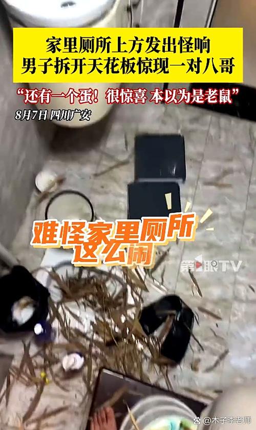 厕所里奇怪的声音如何下载：实用教程