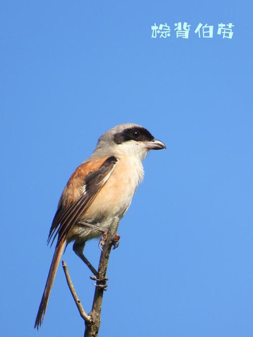Xiangchuedge下载地址获取详解教程