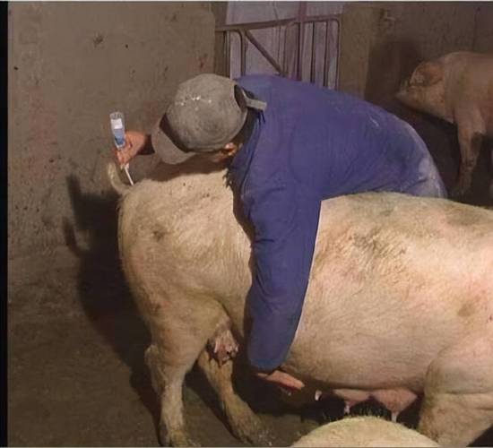 如何在《配种露出之被夺走衣服的世界官网》中顺利进行游戏：新手详细教程