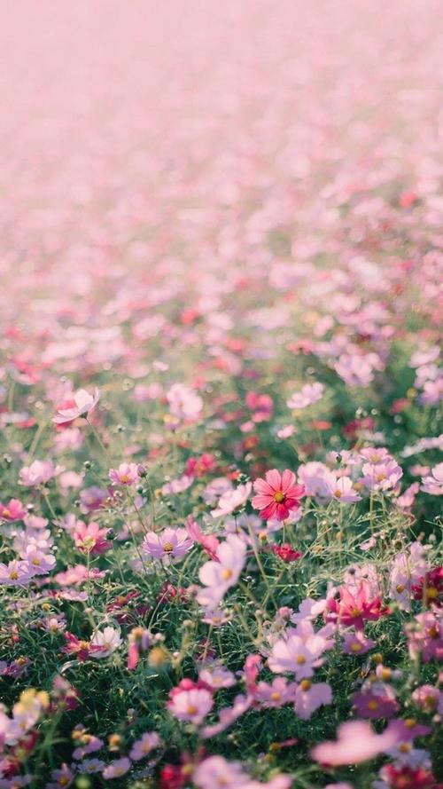 烂漫如何下载：深度分析与实用指南