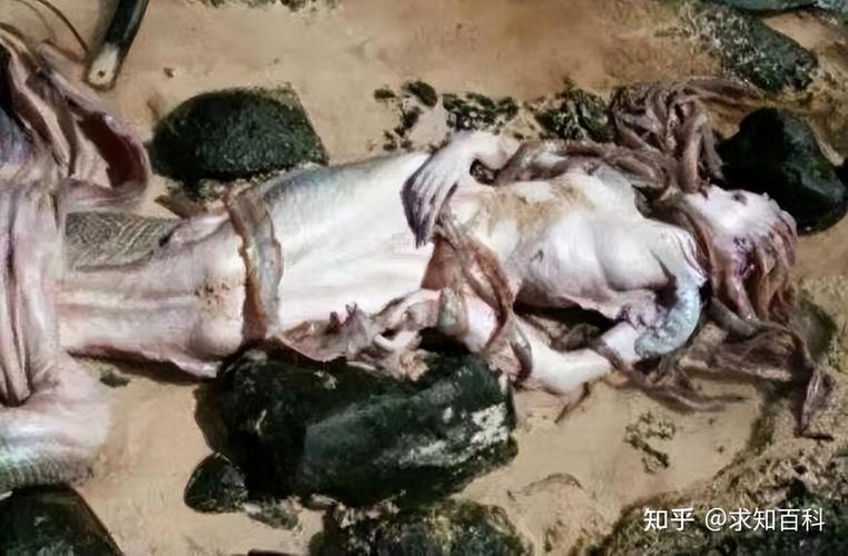 美人鱼之迷：深潜于神秘海域的绅士游戏分析