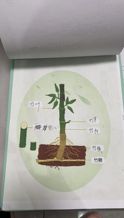 探索竹内的旅程：最新版本及其影响分析