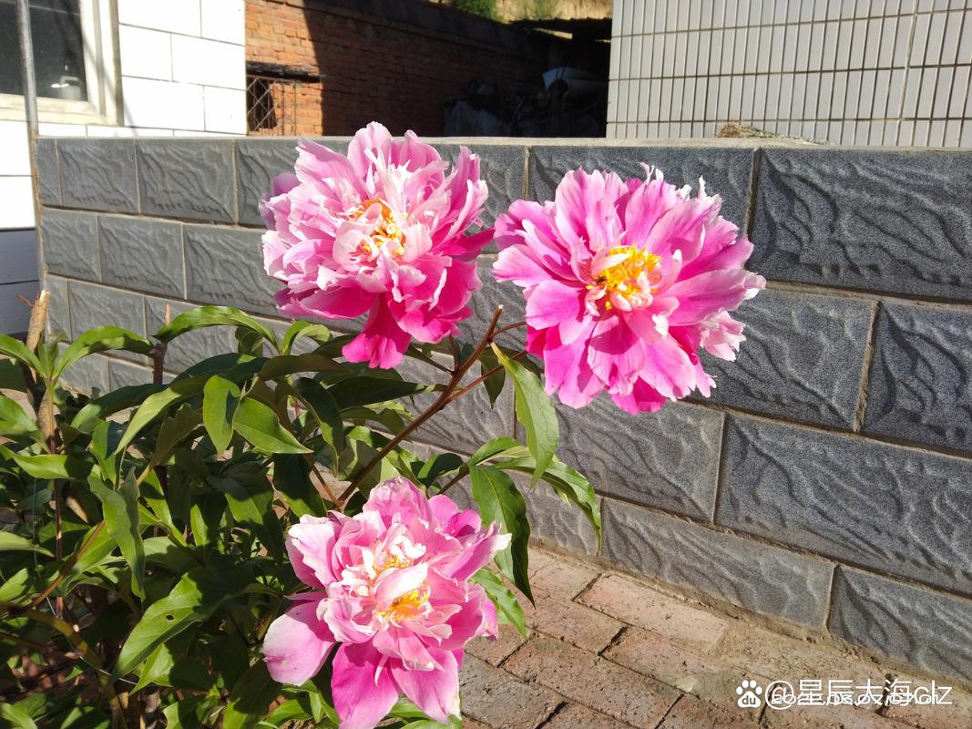 如何在自我的谎言Echoes官网上轻松上手：新手教程