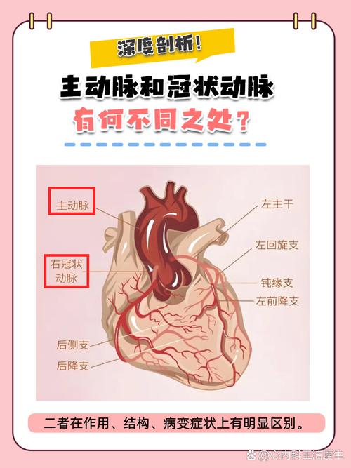 心脏问题的深度分析：官方网站的重要性与资源利用