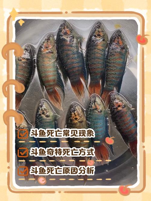 深度剖析：斗鱼溪子官方网站在绅士游戏领域的影响力