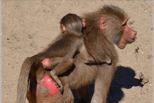 配种露出之被夺走衣服的世界游戏攻略