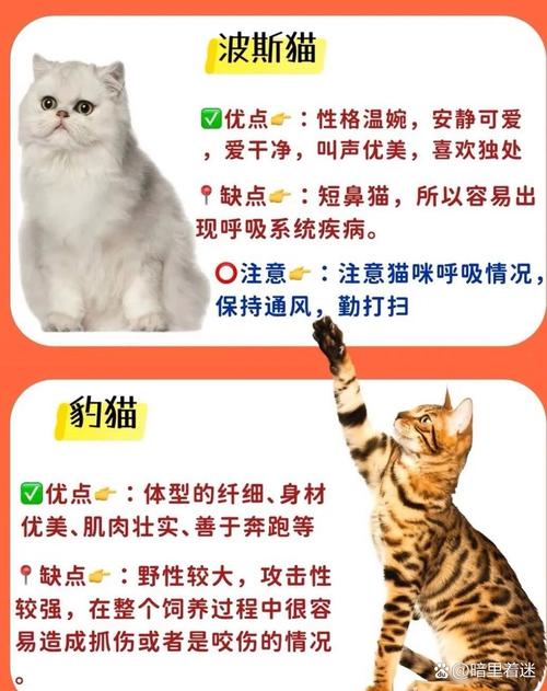 盯档猫更新地址解析：抓住潮流与变化的脉搏