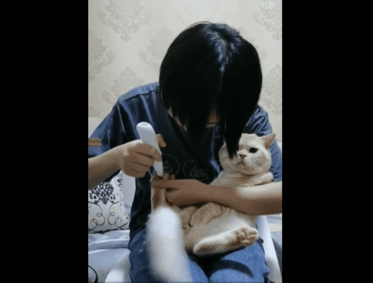 盯档猫最新动态分析：技术、市场与未来趋势