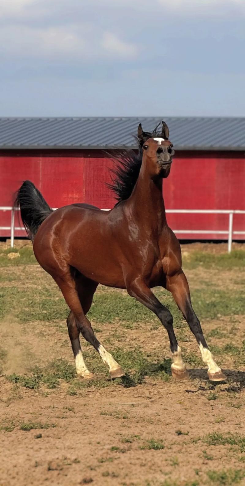 种马V0.12最新版本获取与安装详细教程