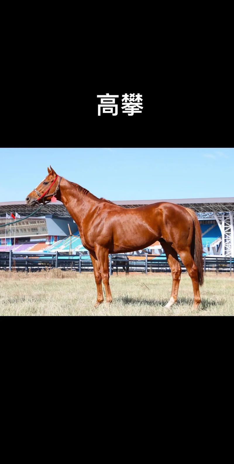 种马V0.12最新版本获取与安装详细教程