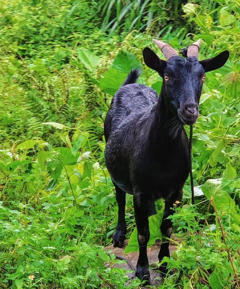 深入解析黑山羊之夜最新版本的创新与发展