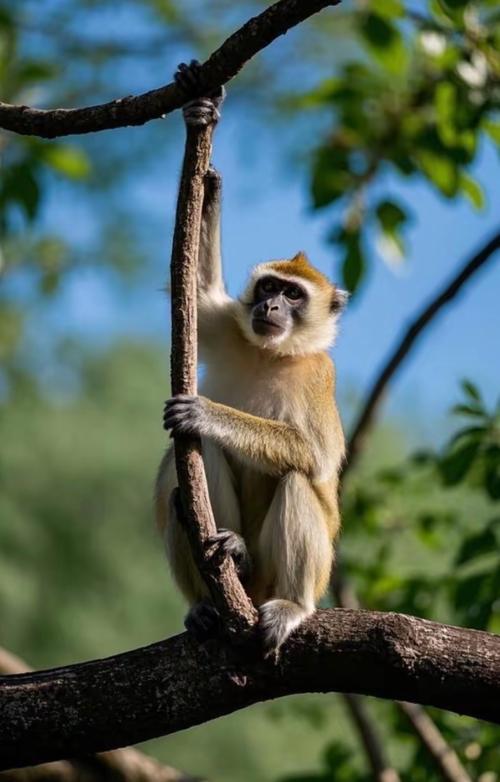 猴子生意如何下载：深度分析与实用指南