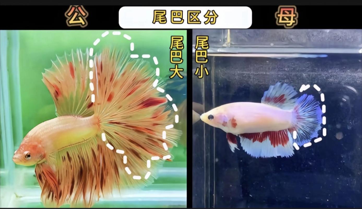 深度剖析：斗鱼溪子官方网站在绅士游戏领域的影响力