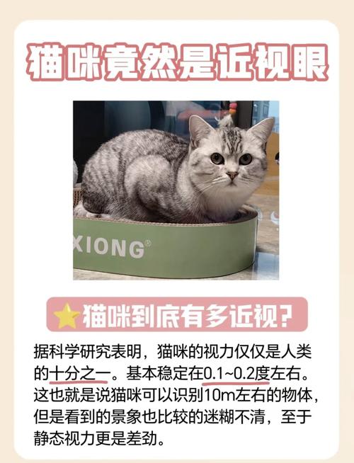 深度解析“盯档猫”最新版本的特性与应用