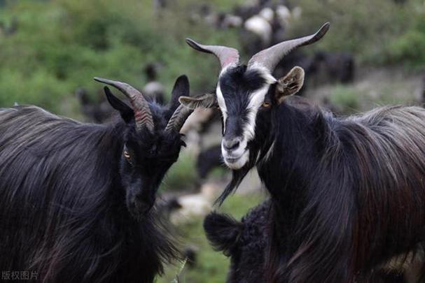 深入解析黑山羊之夜最新版本的创新与发展